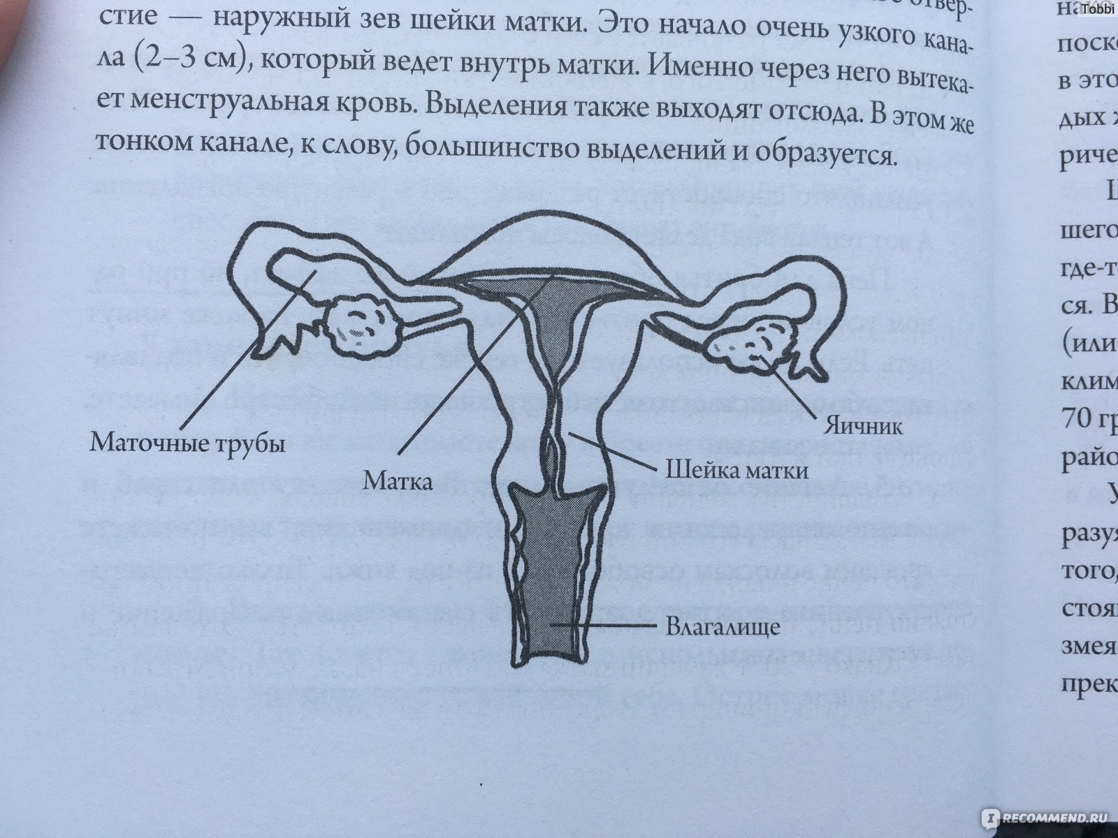 сколько в половых путях живет сперма фото 69