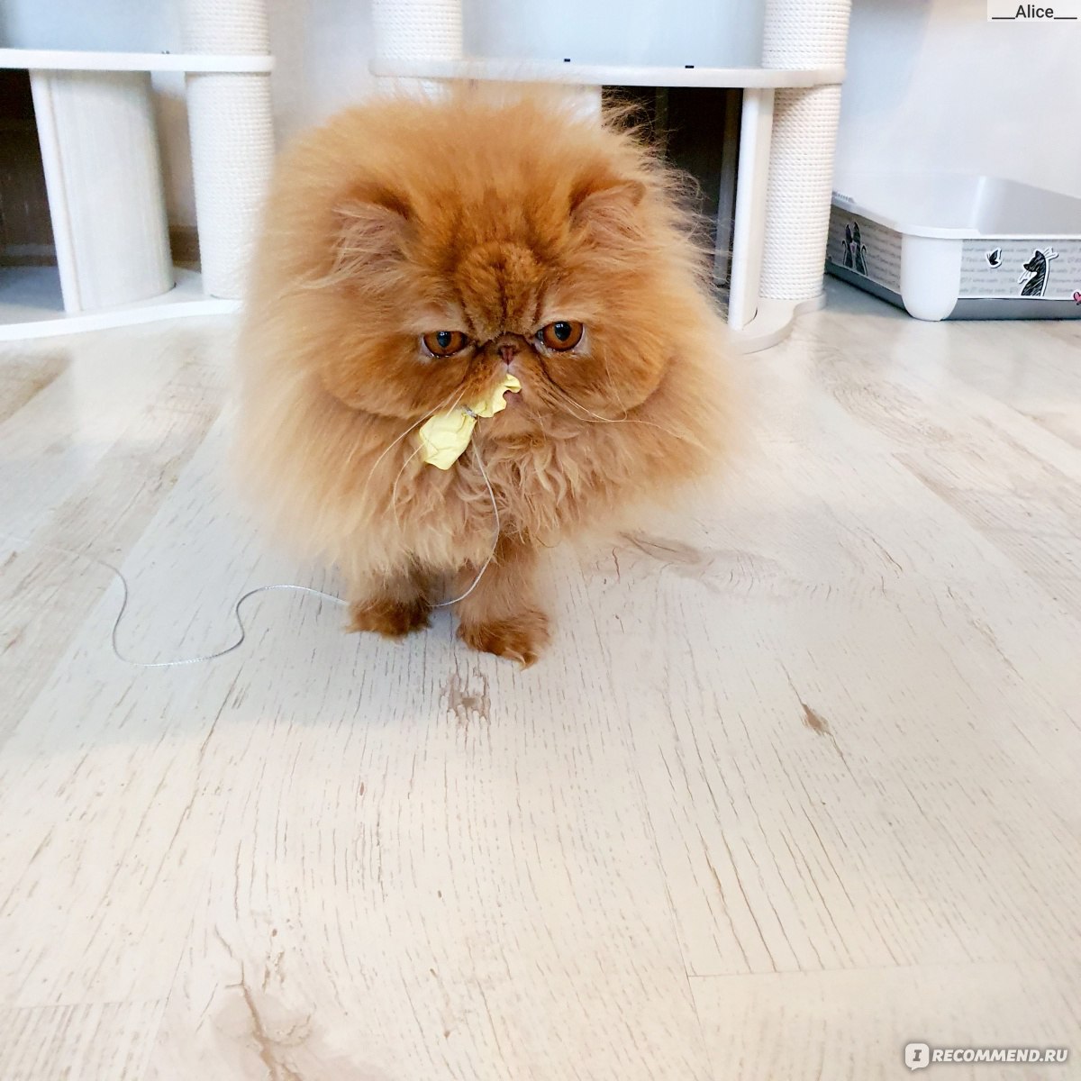Фавирокс для кошек