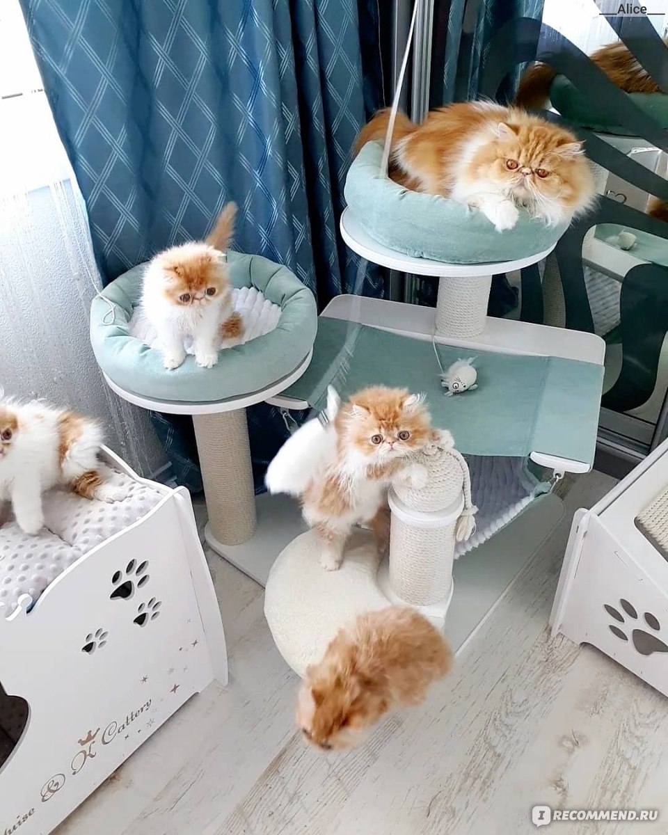 Мастит - серьезная проблема для кошек-мам