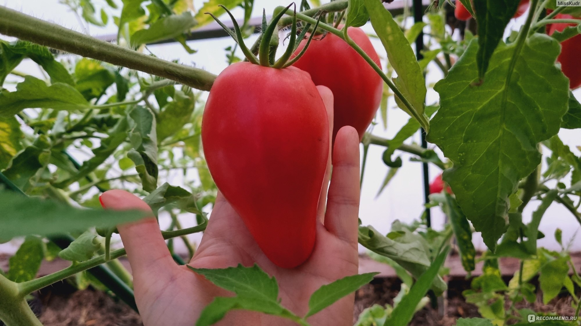 Семена помидоров крупные