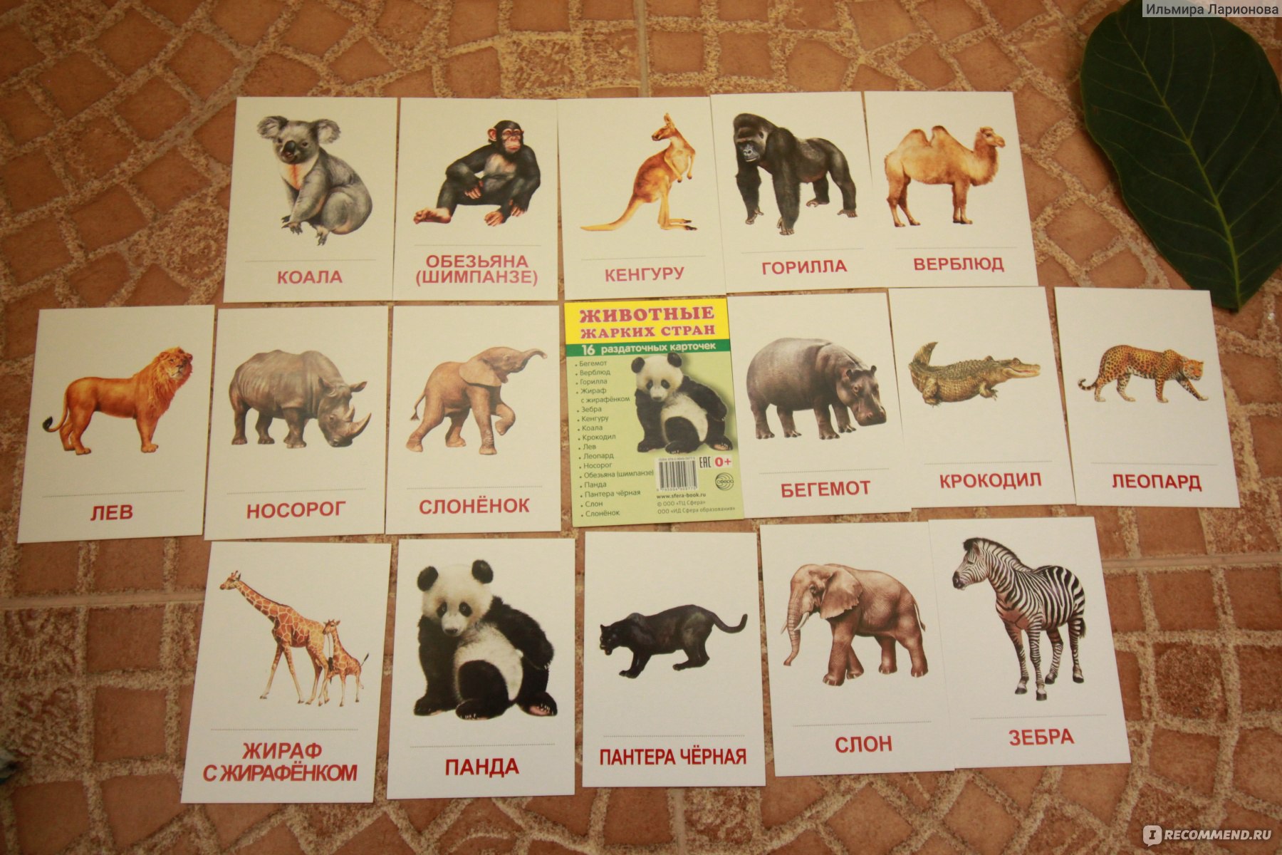 Животные жарких стран карточки