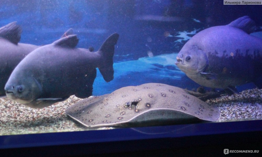 Музей мирового океана в калининграде аквариум фото