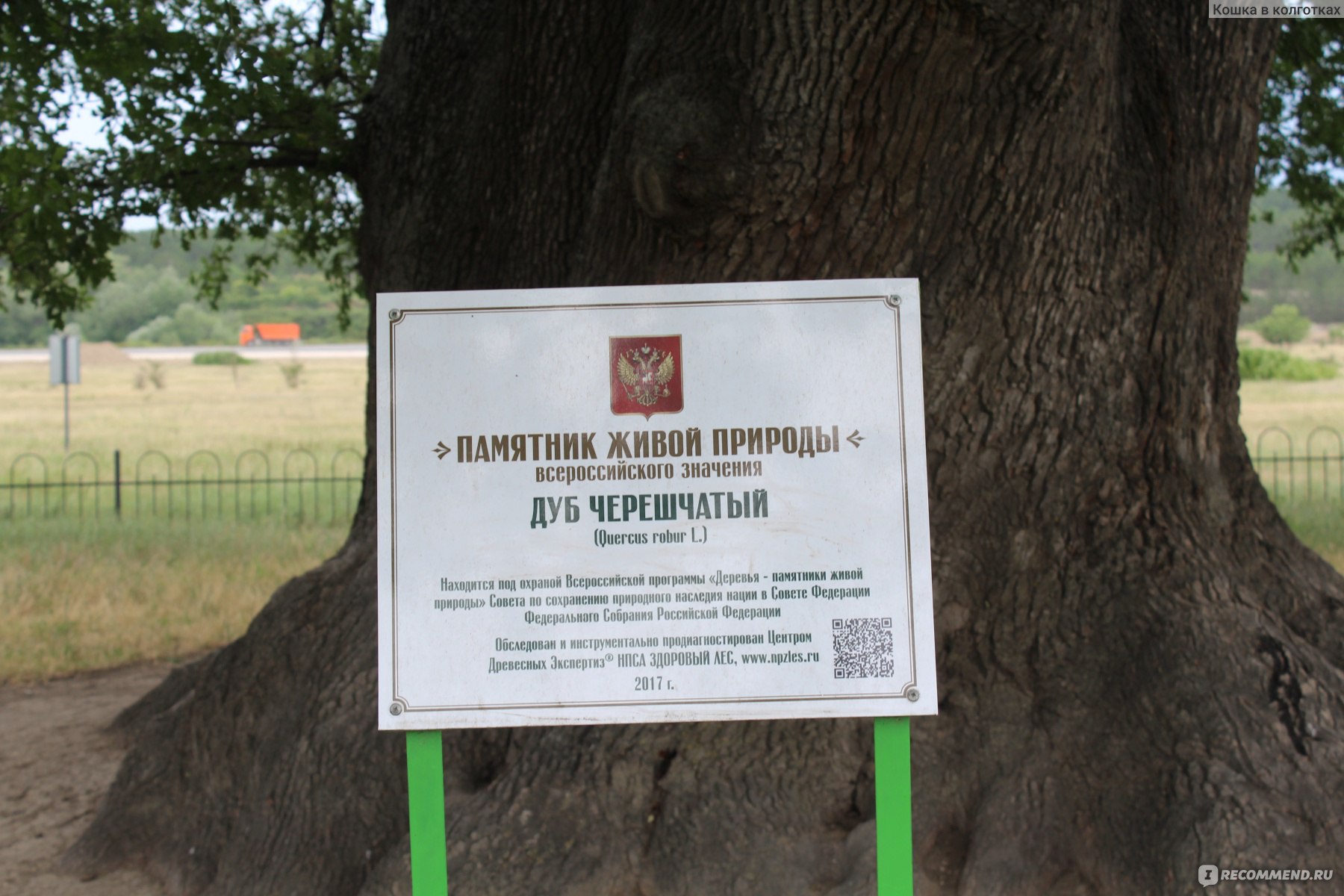 Суворовский дуб в Крыму