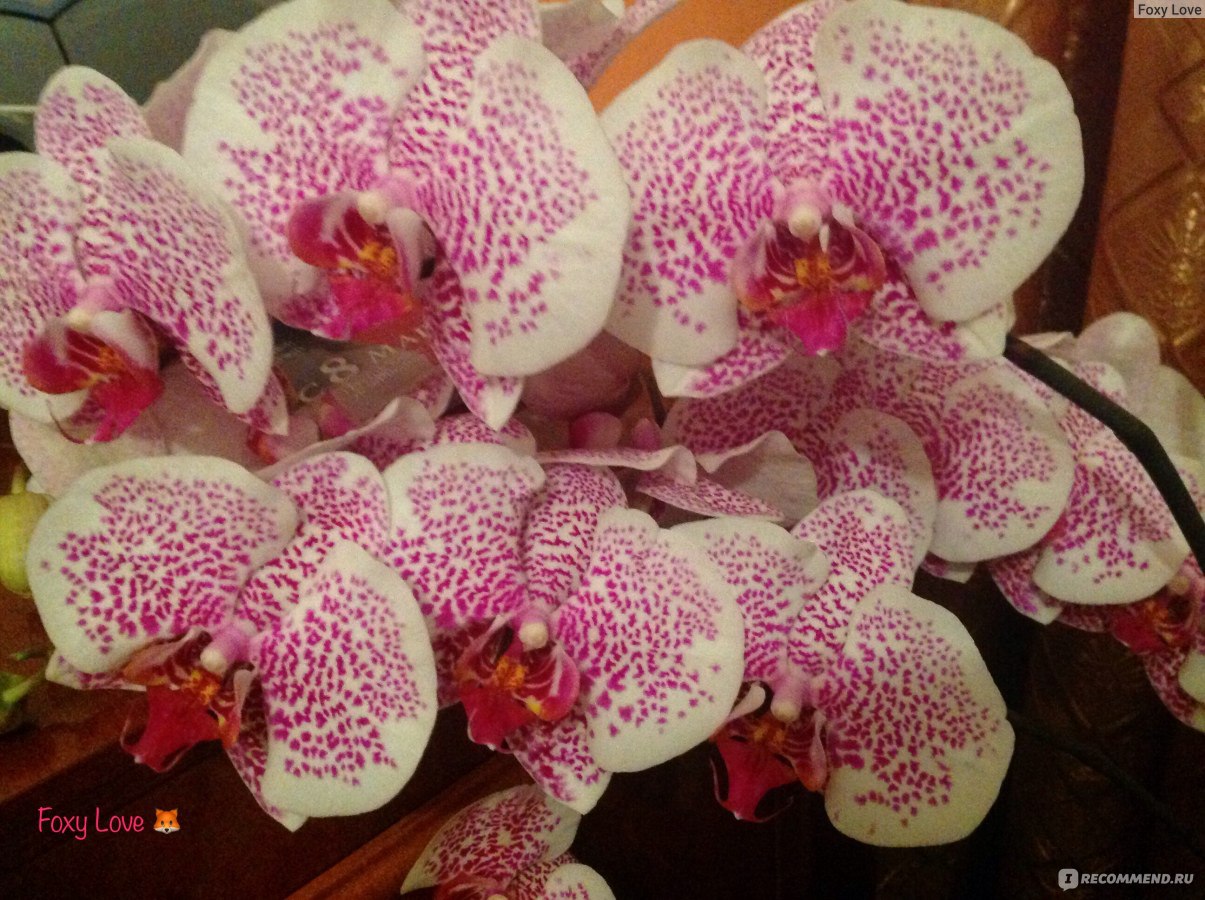 Цветы орхидеи в интерьере (45 фото)