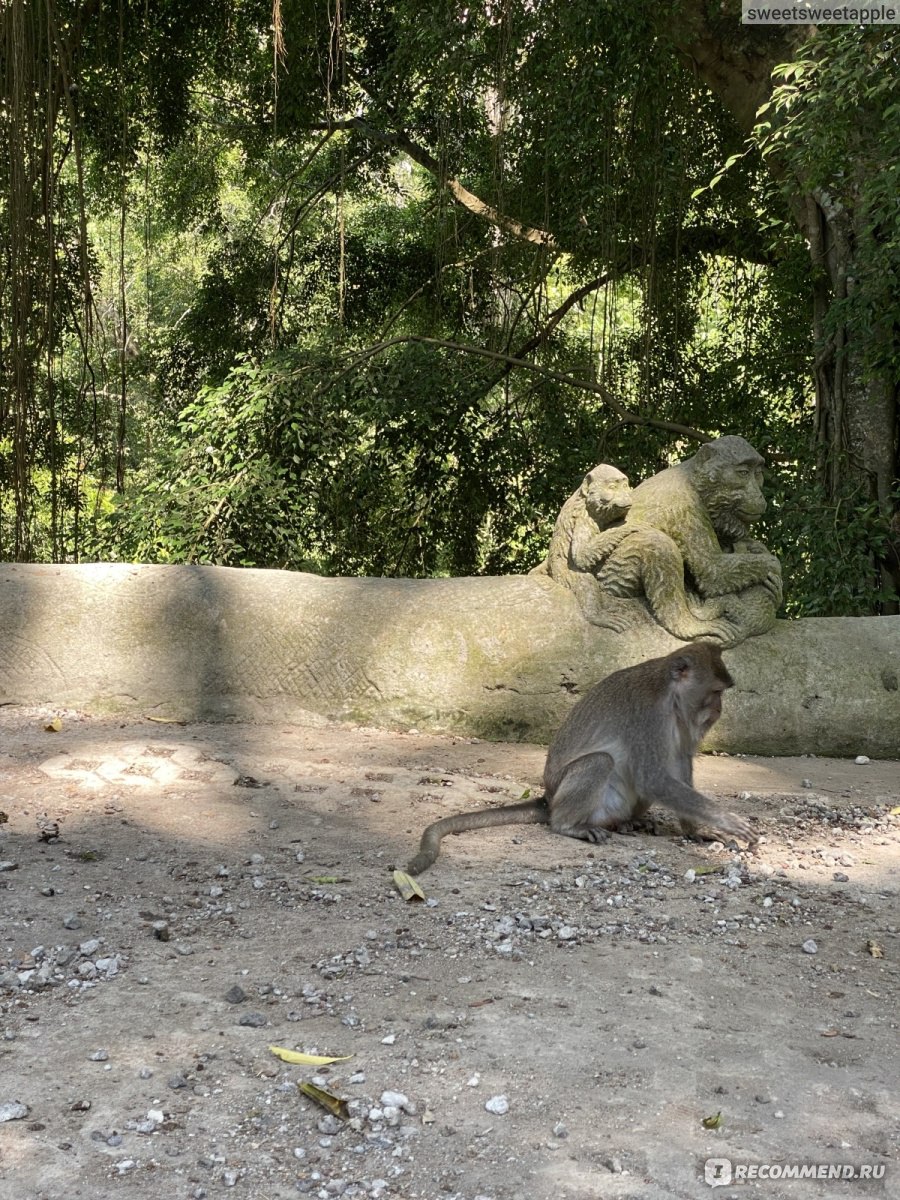 Бали - Лес обезьян (Monkey Forest) Убуд - «Обезьян не особо помню, но  природа, строения и безумно крутые танцы - буду помнить долго и точно  захочу повторить в будущем.» | отзывы