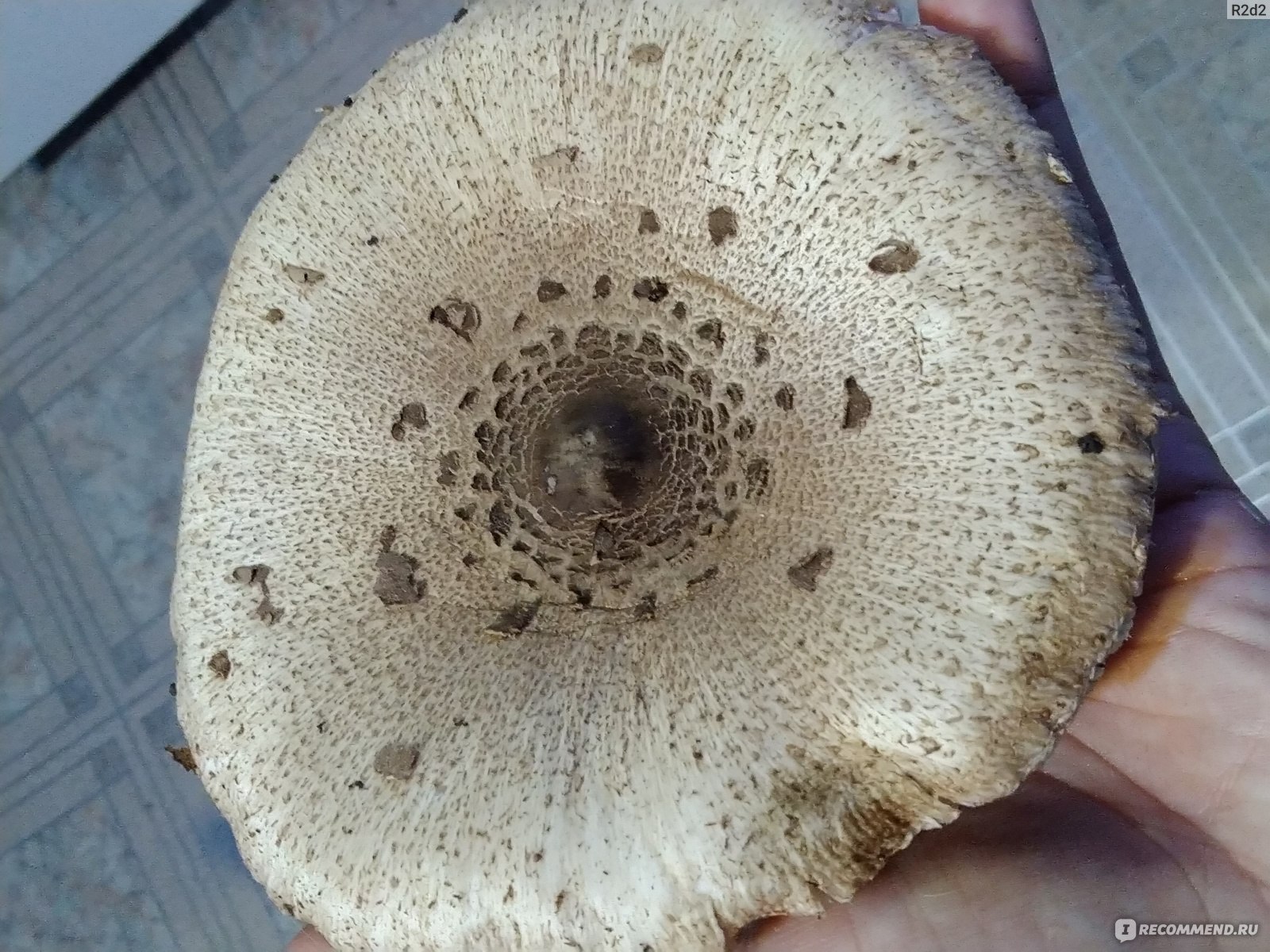 грибы зонтики съедобные фото двойники