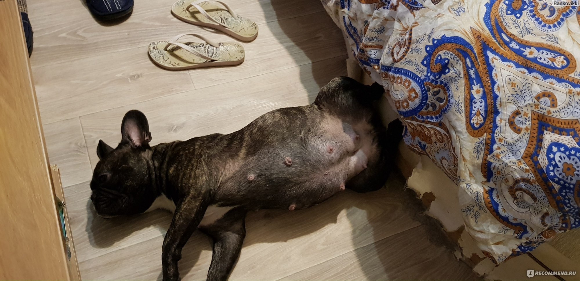 французский бульдог фото щенков 1 месяц