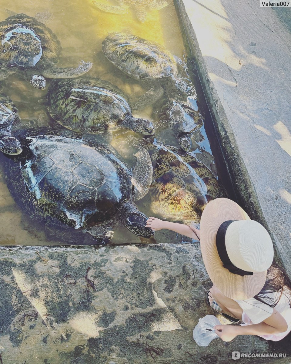 Индонезия. Остров Бали. Деревня Серанган Bali Sea Turtle Society (BSTS) —  Балийское общество морских черепах. - «Движение помощи и защиты черепах на  Бали. Помогают и реабилитируют раненых черепах, потом отпускают обратно в