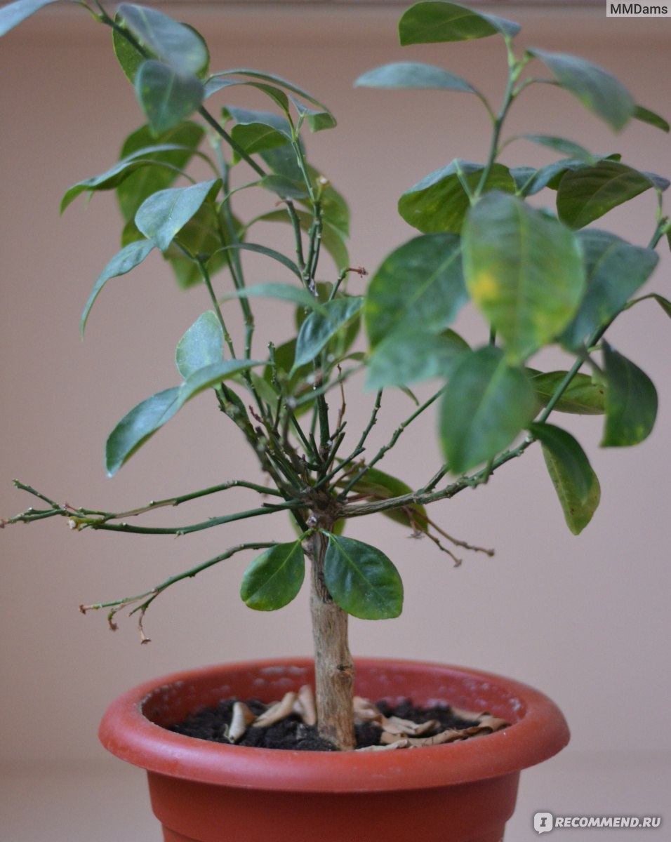 Мандариновое дерево каламондин / CALAMONDIN - «А у нас живёт... МАНДАРИН!  Или лимон? Как нежеланное растение стало любимым членом семьи. Сложно ли  содержать дома лимонное дерево? Уход за каламондином, с какими вредителями