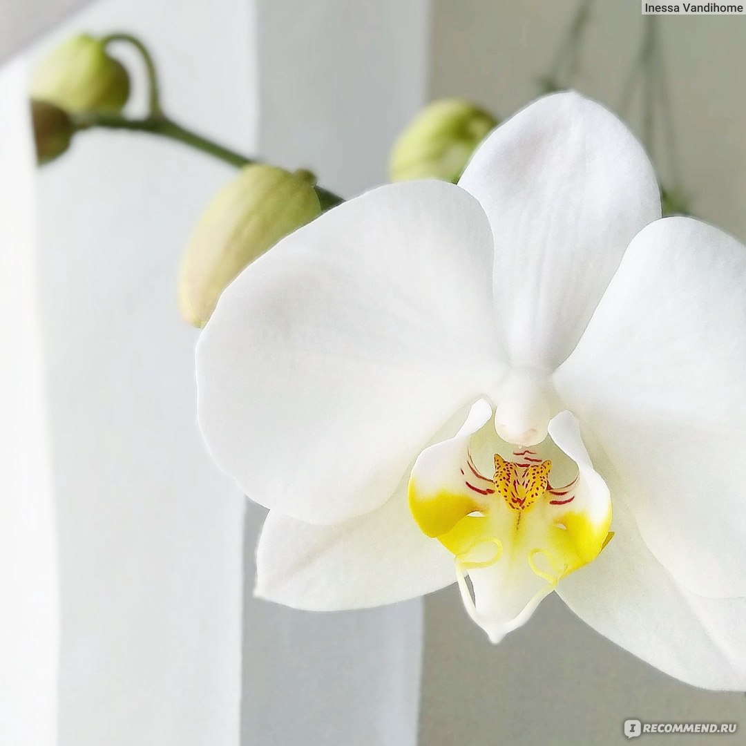 Почему желтеет орхидея и что делать со стволом, если он пожелтел?