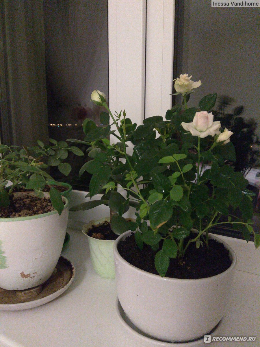 Домашняя роза — уход за ней, посадка и специфический полив