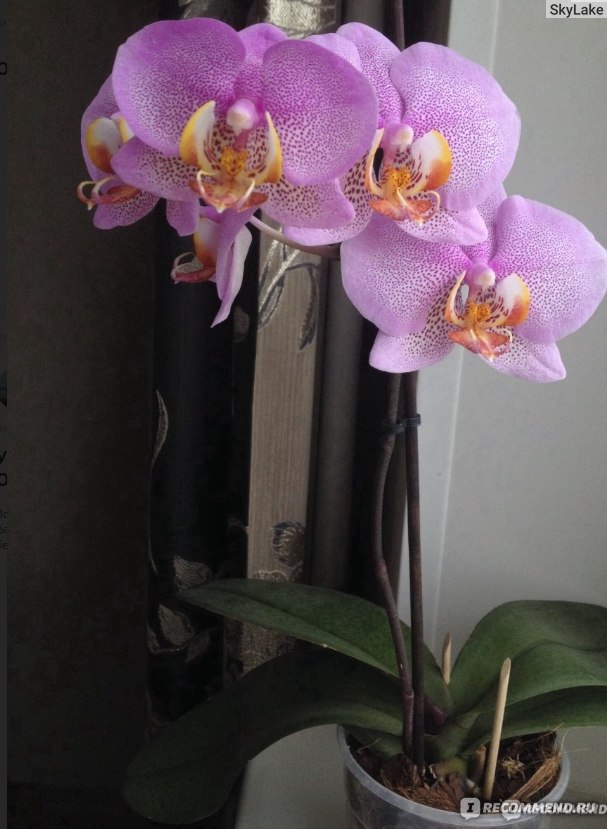 Мастер-класс Орхидеи Фаленопсис Phalaenopsis Пересадка