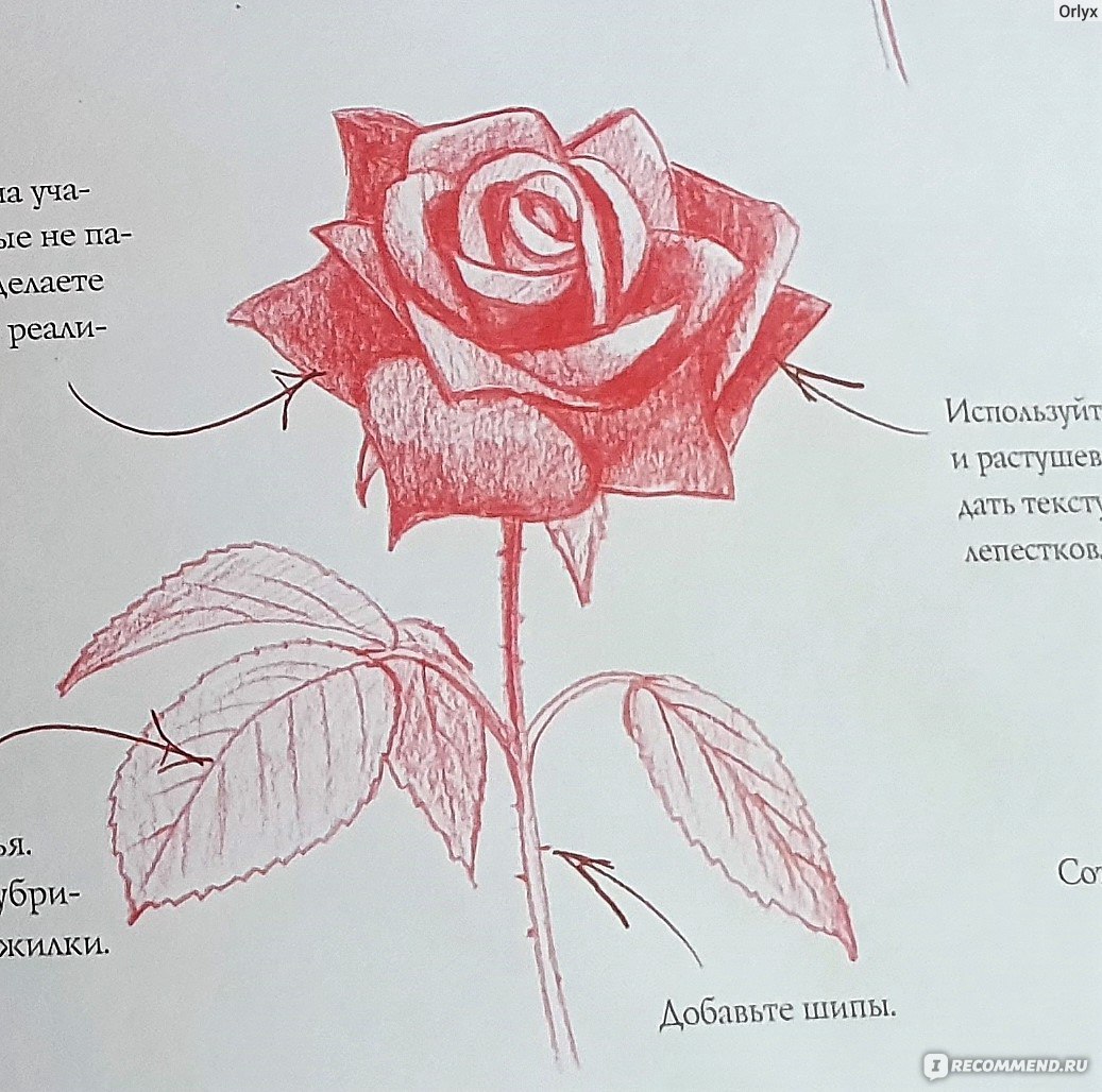 Как нарисовать (рисовать) цветы (цветочек) - поэтапные рисунки и видеоуроки