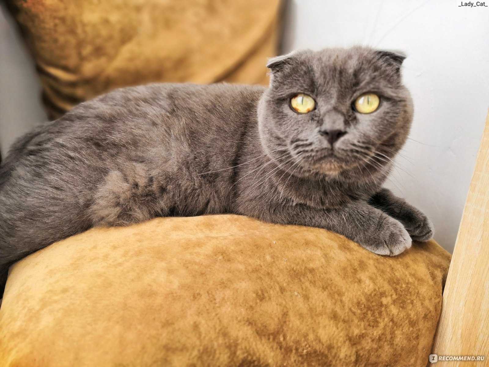 Стрижка шотландских кошек – необходимость, возможный вред, техника выполнения процедуры