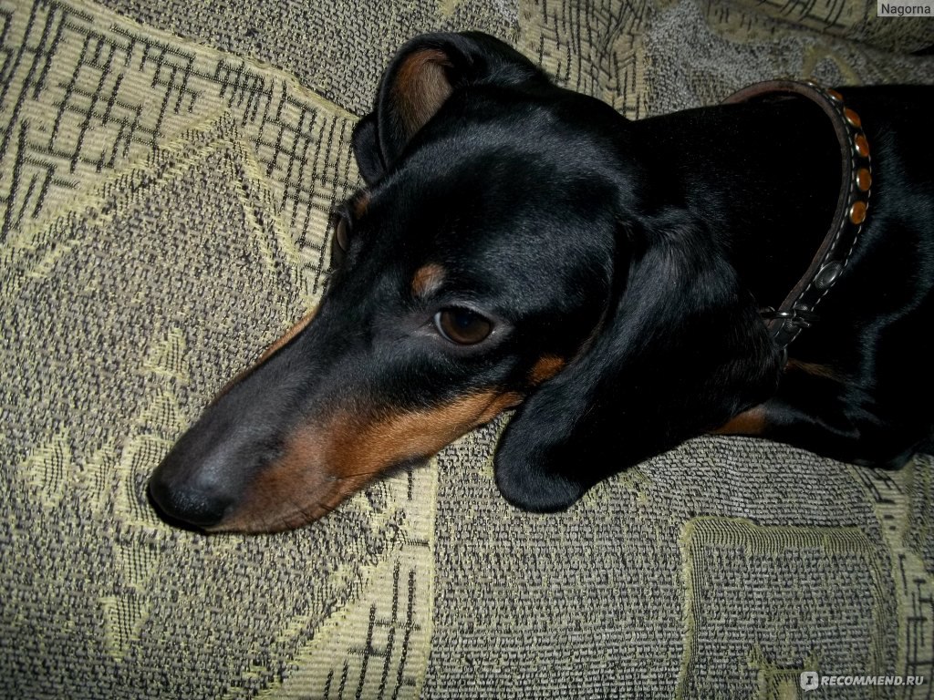 Такса / Dachshund - «преданный друг с хорошим характером и умными глазами»  | отзывы