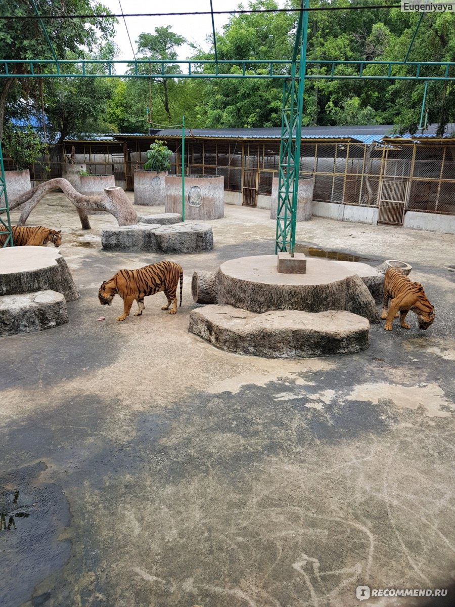 Тигровый зоопарк Сирача (Sriracha Tiger Zoo). Тайланд, Паттайя - «Вылупить  крокодила из яйца собственными руками! Где еще такое возможно? » | отзывы