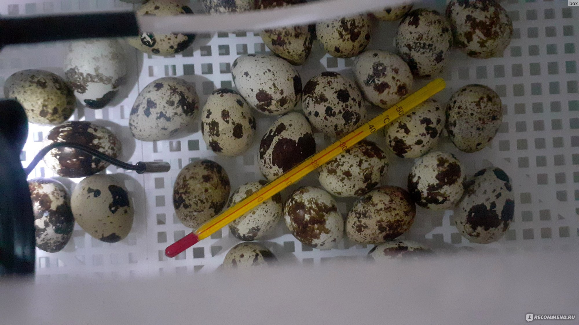 фото овоскопирование яиц