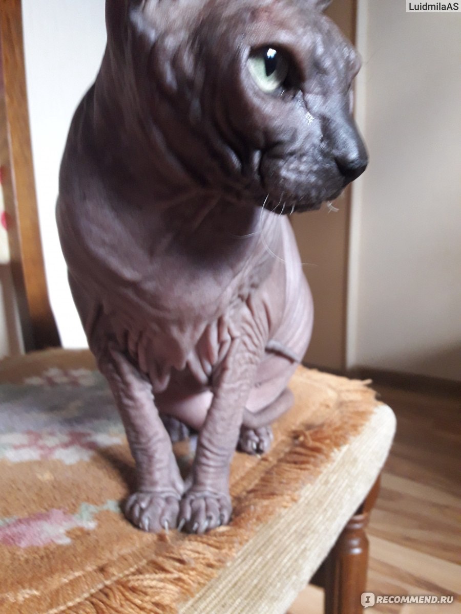 Донской сфинкс - «Совершенно необычный голый кот с большими ушами, который  не ловит мышей.» | отзывы