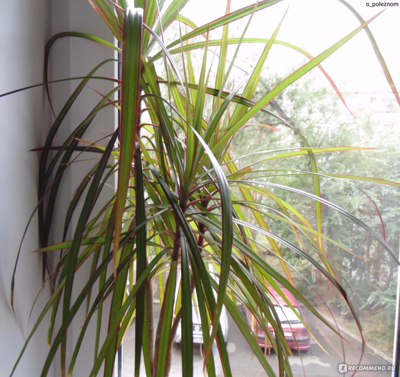 Драцена Dracaena marginata - «Не страшны тебе ни кот, ни слякоть, ни север,  ни жара.» | отзывы