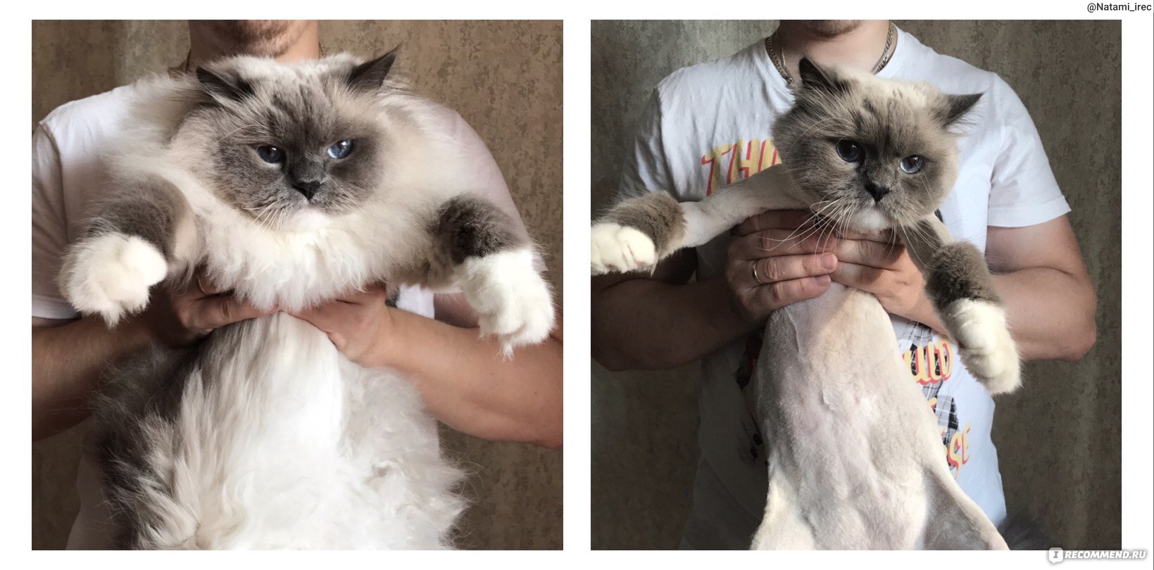 Стрижки котов фото до и после