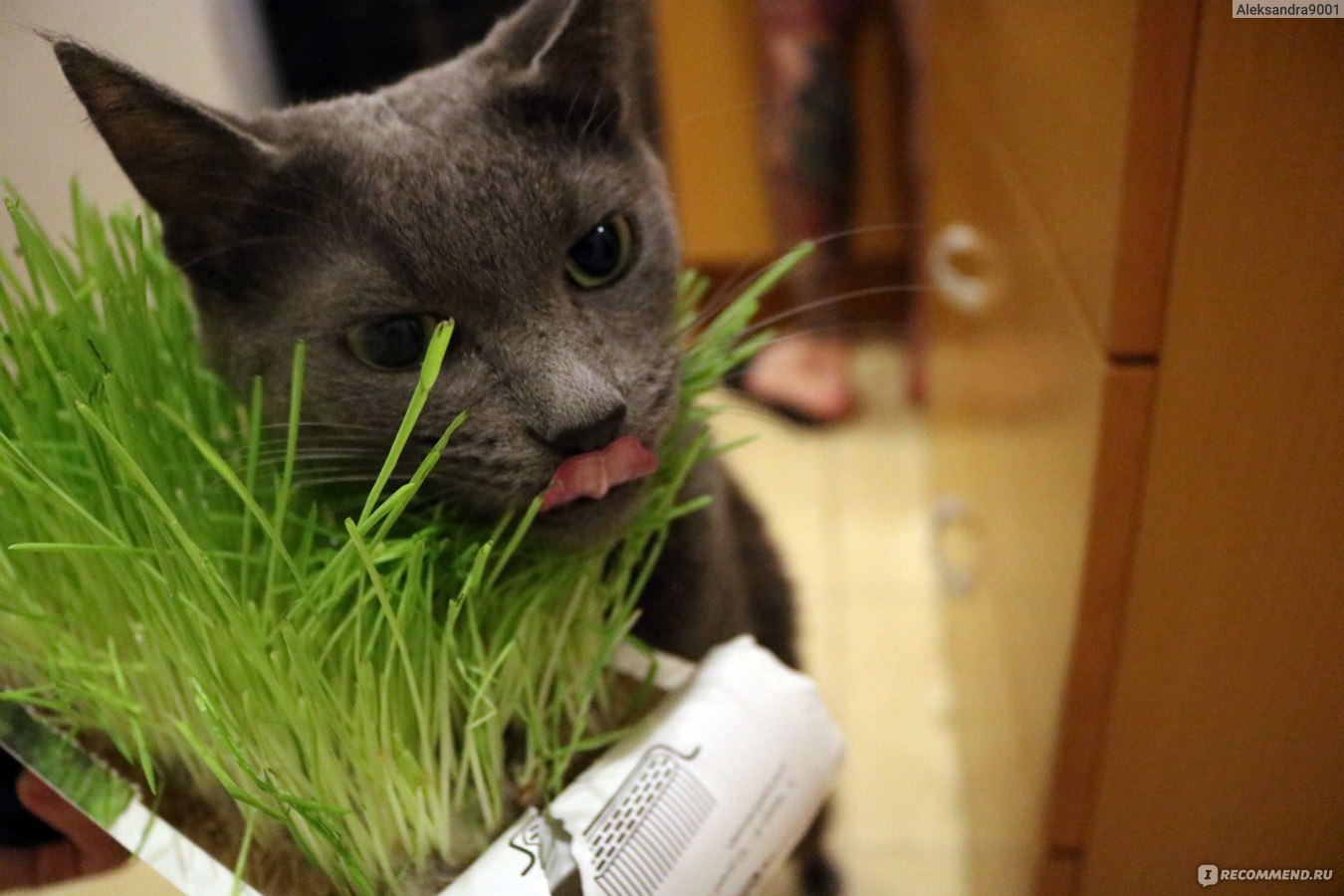 Голова с травой для кошек