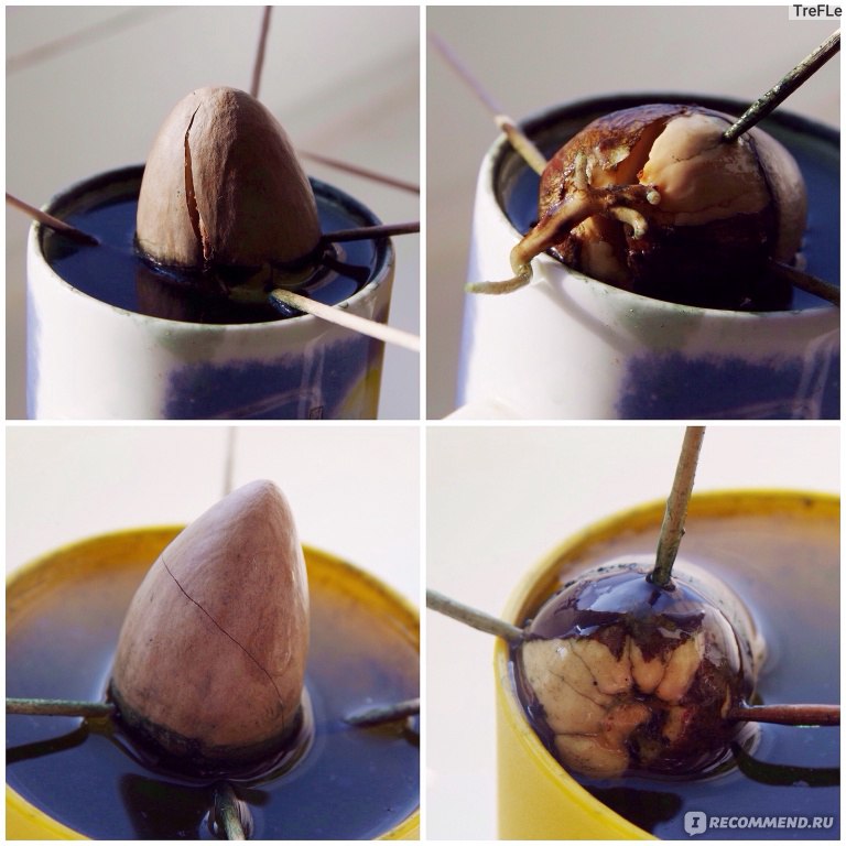 Как прорастить косточку авокадо в домашних условиях в воде пошагово фото