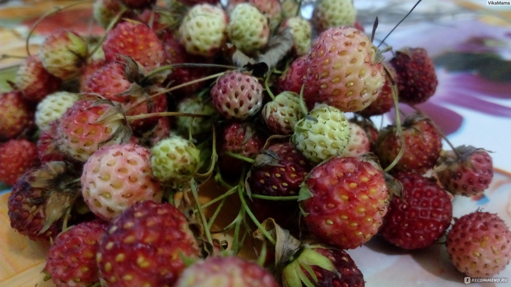 Клубника Лесная фото ягода