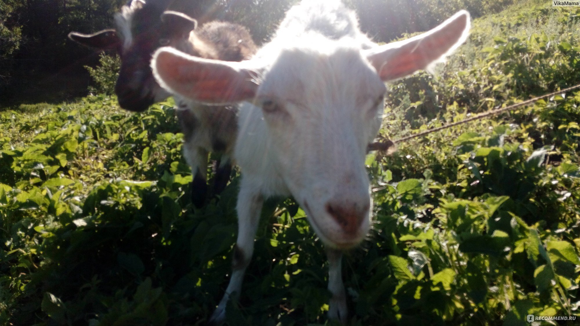 Пропало молоко у родившей козы. Что можно сделать?
