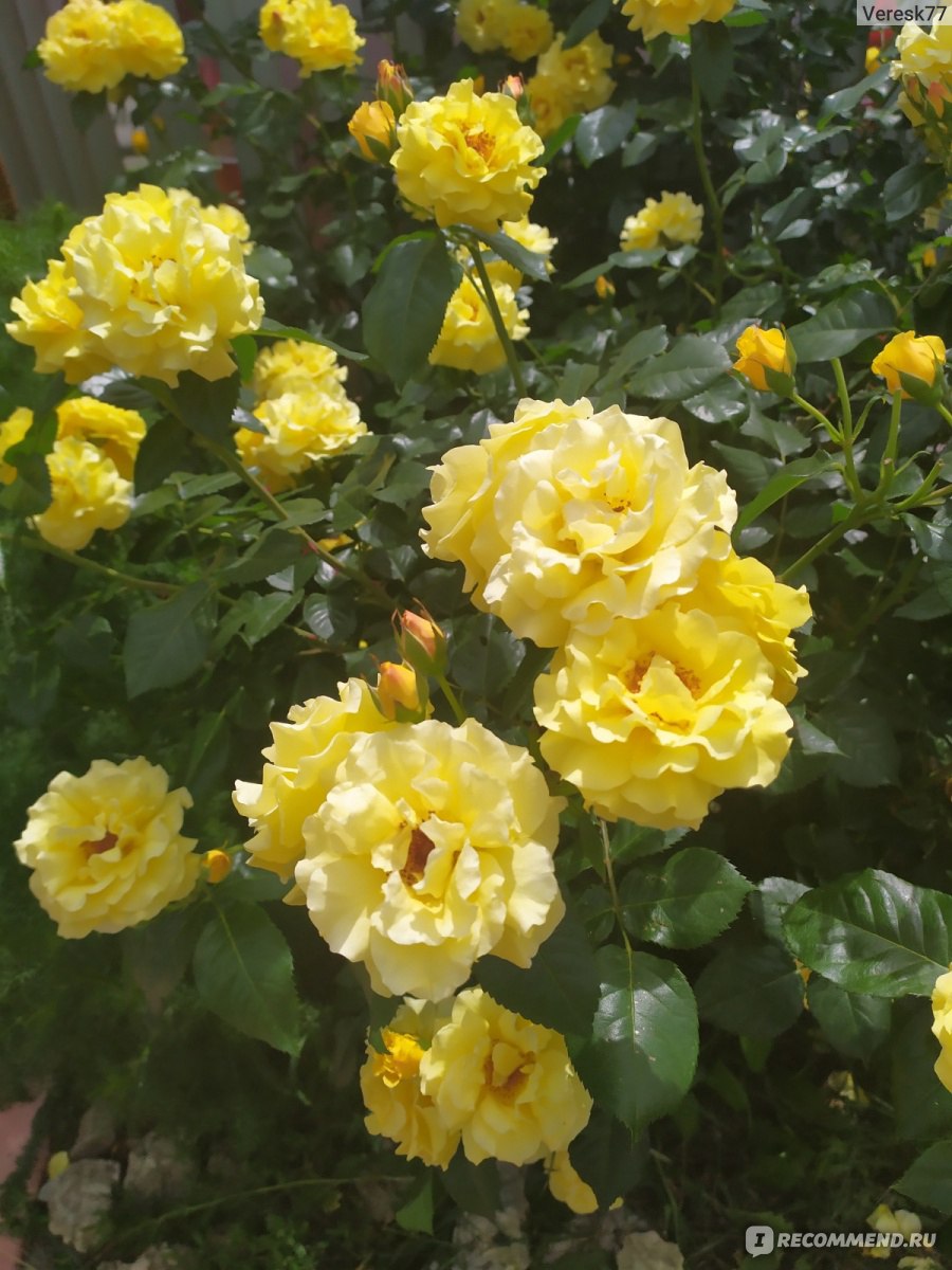 Несколько стадий цветения розы Казино на одном фото
