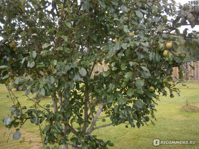 Груша просто мария фото дерева с кроной