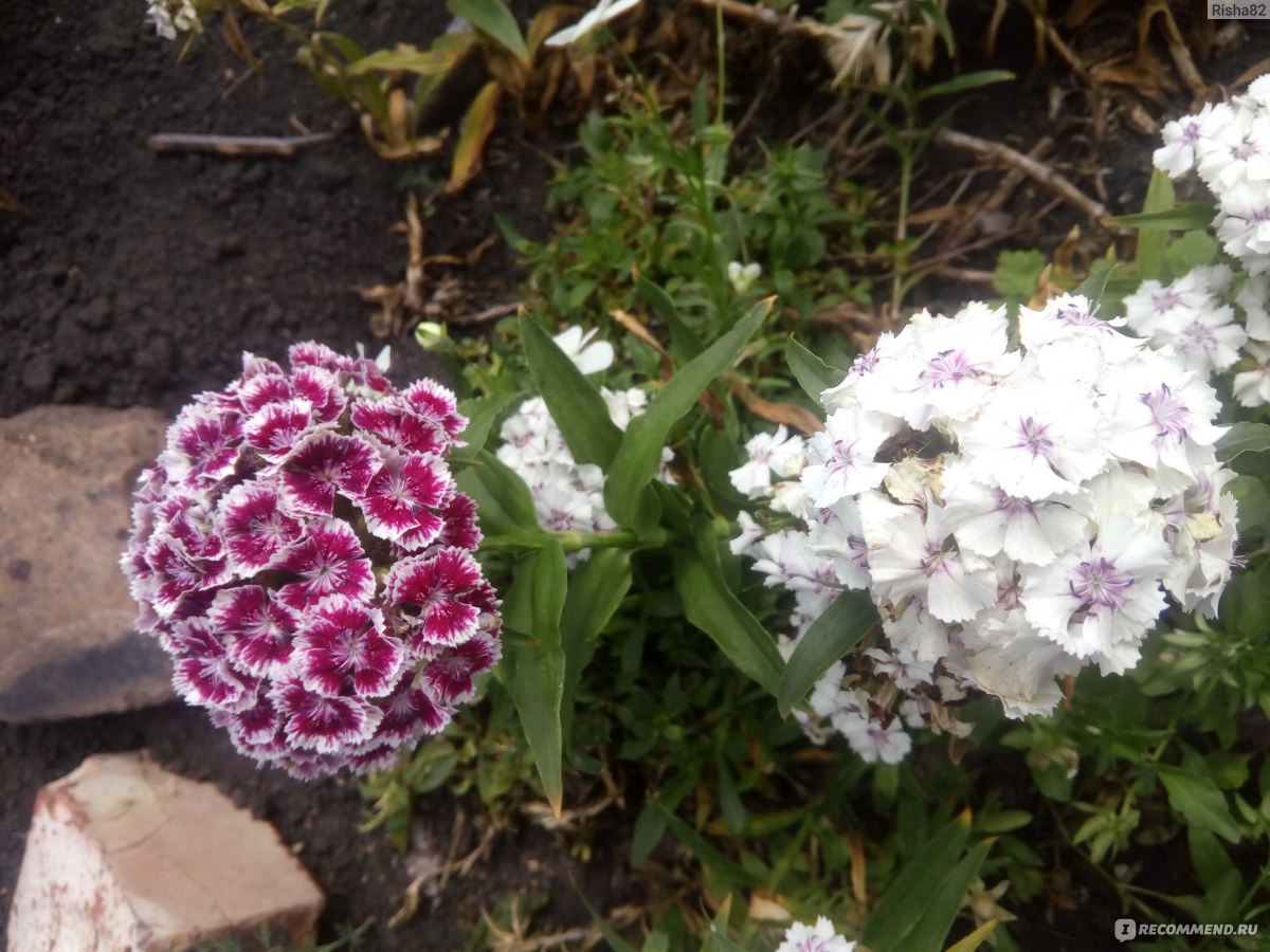 Турецкая гвоздика ( Dianthus barbatus) - «Не любите возиться с ежегодным  высаживаем цветов? Тогда для вас будет ИДЕАЛЬНА ТУРЕЦКАЯ ГВОЗДИКА!!! Ведь  достаточно один раз купить семена и посадить ее, чтобы это прекрасное