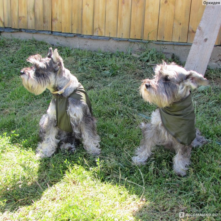 Охлаждающая попона для собак OSSO Fashion фото