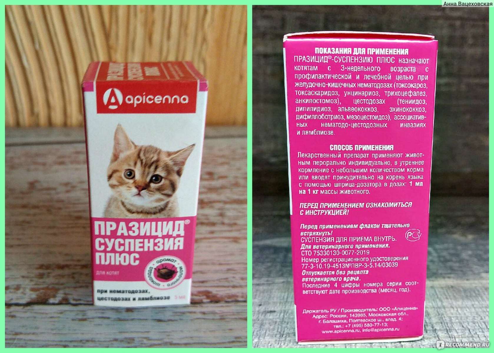 Антигельминтики Apicenna / Апи-Сан Паразицид Плюс для котят суспензия -  «Котёнок с улицы. Как вытравить глисты с минимальным вредом для организма  котенка. Как дать котёнку препарат» | отзывы