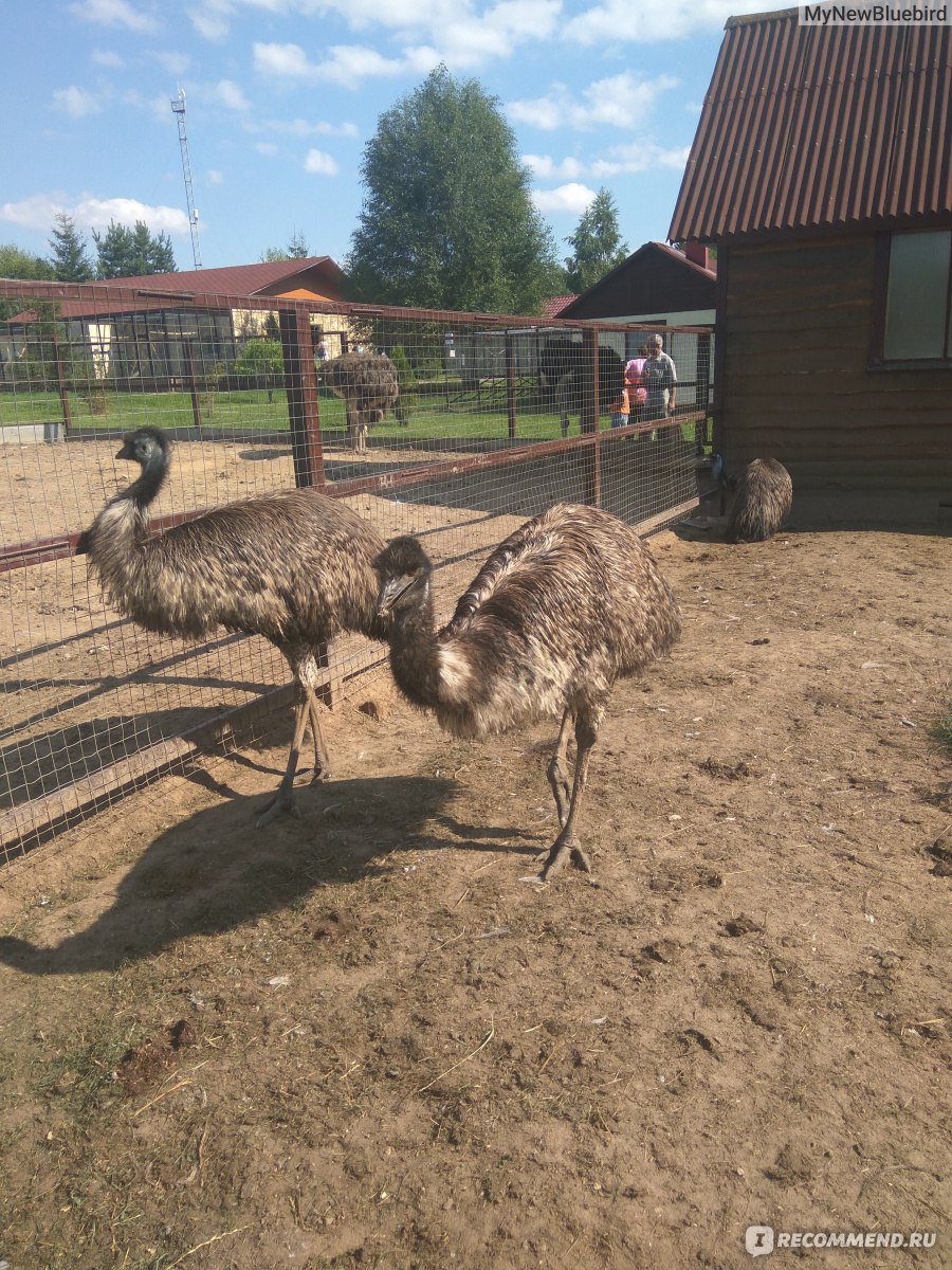 музей птиц в калужской области