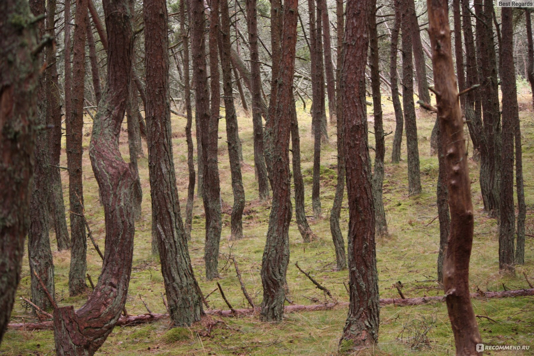 Самурский лес в Дагестане