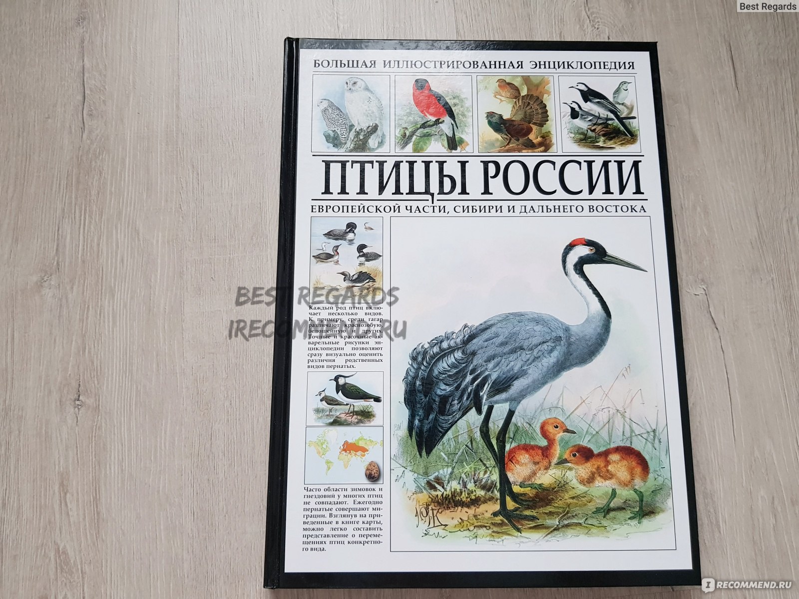 Птицы России. Большая иллюстрированная энциклопедия. Издательство Bestiary  - «Красивое подарочное издание, но содержимое огорчило» | отзывы