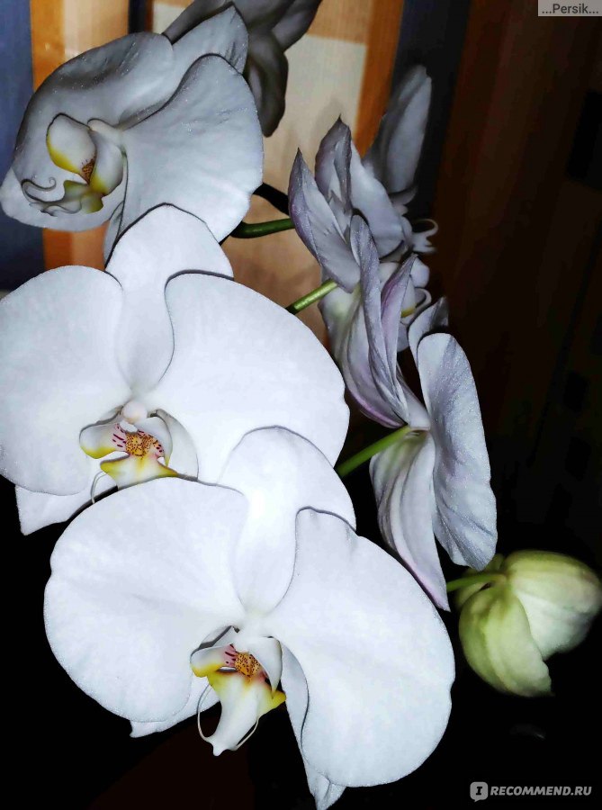 Почему орхидея сбрасывает цветки и бутоны?