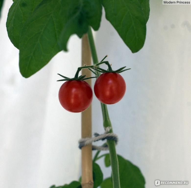 Семена томат черри \