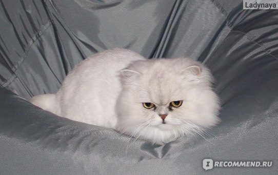 Вязка кошек Персидская кошка . Объявления о вязке котов, кошек Персидская кошка
