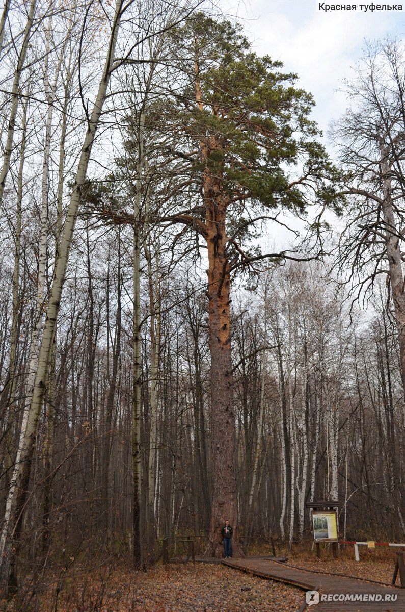 Бузулукский бор фото