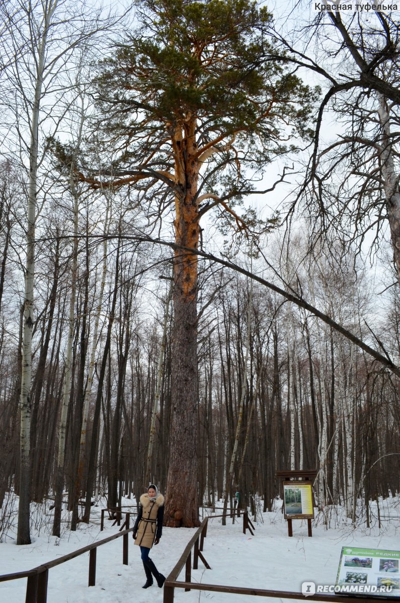 Бузулукский бор фото