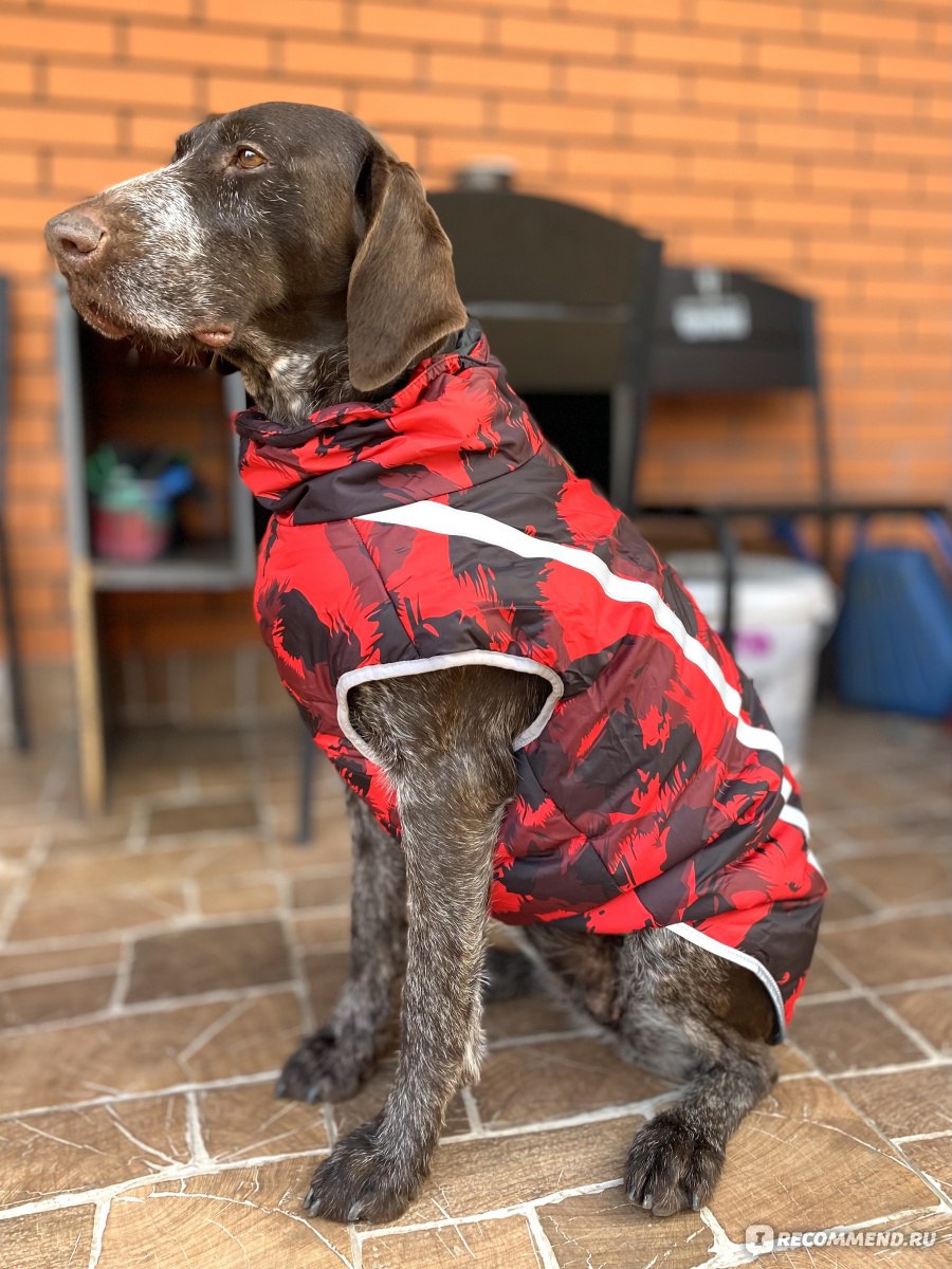 Одежда для собак Aliexpress Куртка для собак Large Pet Dog Jacket with  Harness Reflective Winter Warm Dog Clothes for Labrador Waterproof Big Dog  Coat French Bulldog Outfits. - «🔥Идеальная куртка для одной