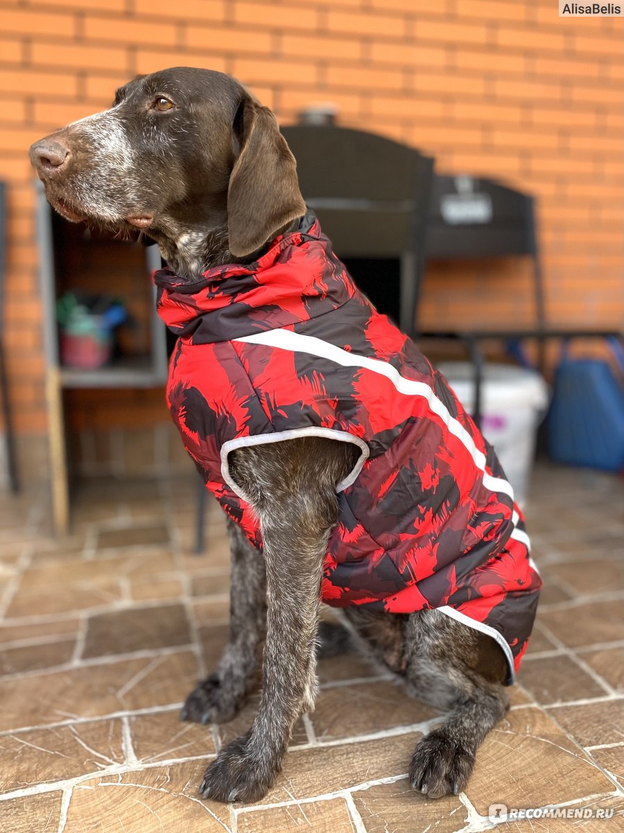 Одежда для собак Aliexpress Куртка для собак Large Pet Dog Jacket with  Harness Reflective Winter Warm Dog Clothes for Labrador Waterproof Big Dog  Coat French Bulldog Outfits. - «🔥Идеальная куртка для одной