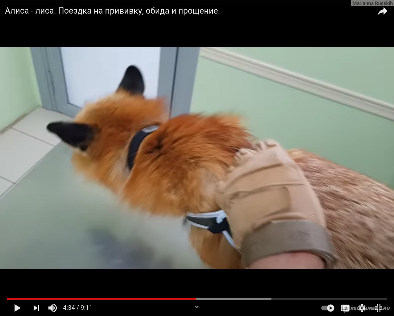 YouTube канал Ли Сяо / Alice the FoX -  www.youtube.com/channel/UCiEFbQHfI-iiez0NBr6ZV1g - «Вы все еще хотите  завести лису в квартире, тогда Арчи с Алисой идут к вам! Очень добрый  контент с нюансами содержания