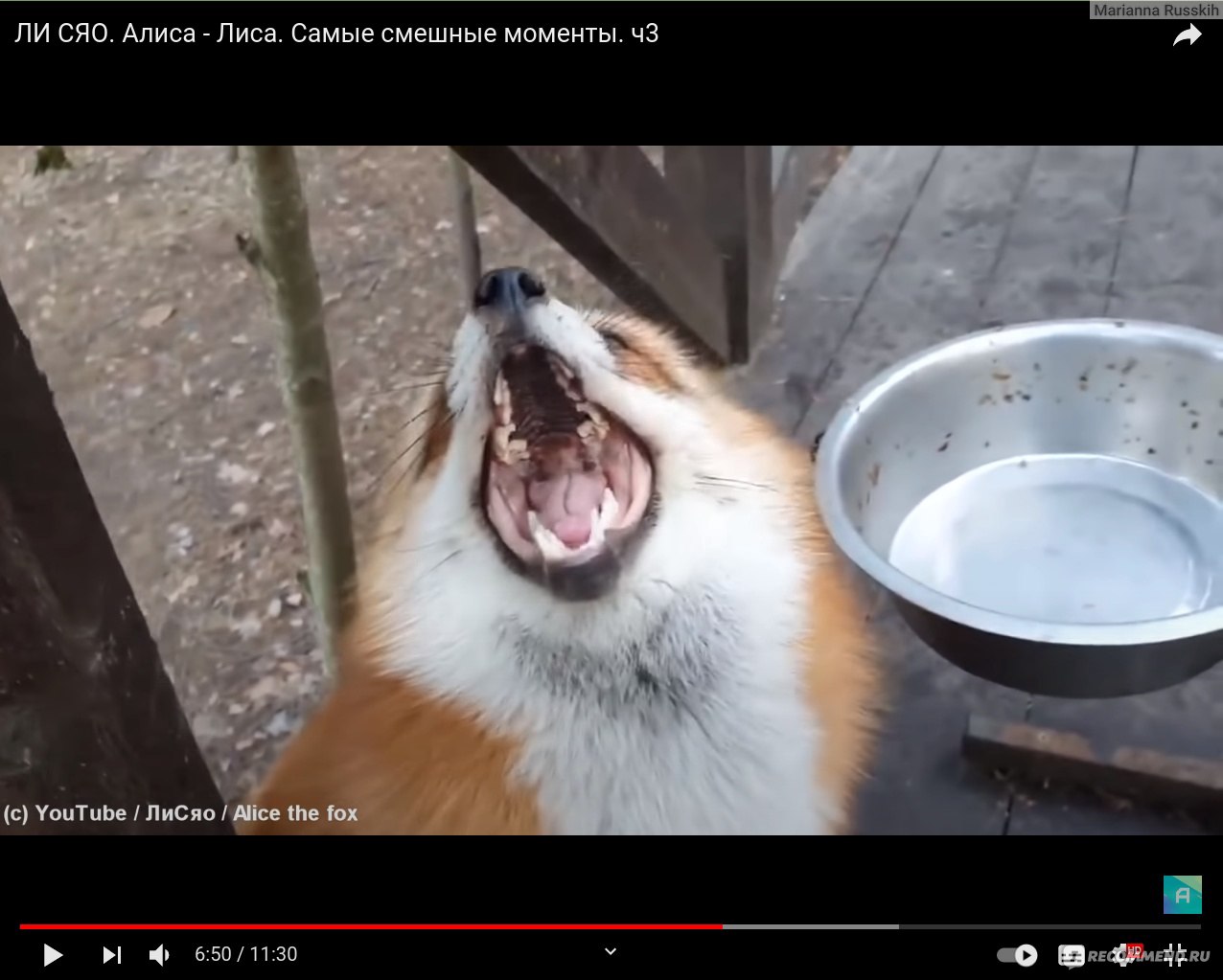 YouTube канал Ли Сяо / Alice the FoX -  www.youtube.com/channel/UCiEFbQHfI-iiez0NBr6ZV1g - «Вы все еще хотите  завести лису в квартире, тогда Арчи с Алисой идут к вам! Очень добрый  контент с нюансами содержания