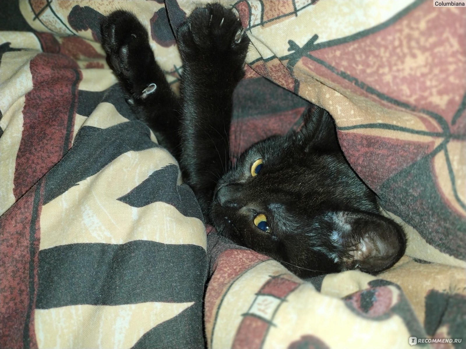 Корм для кошек Baskerville с телятиной и черникой фото