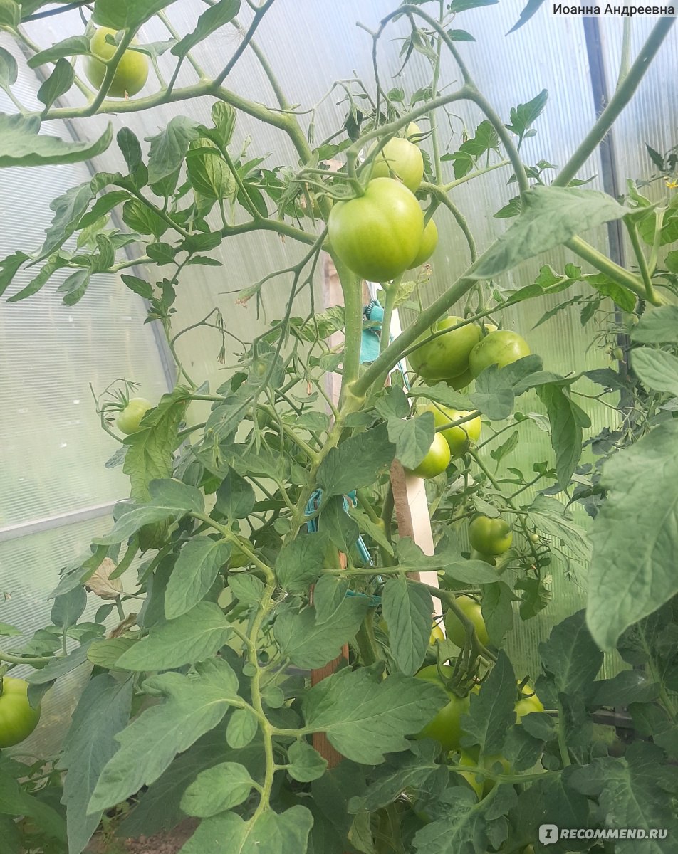 помидор верлиока отзывы фото