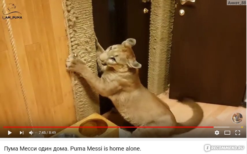 Пума месси дзен. Пума месси маленькая. Кот месси пума. Ай эм пума. Месси пума ест.