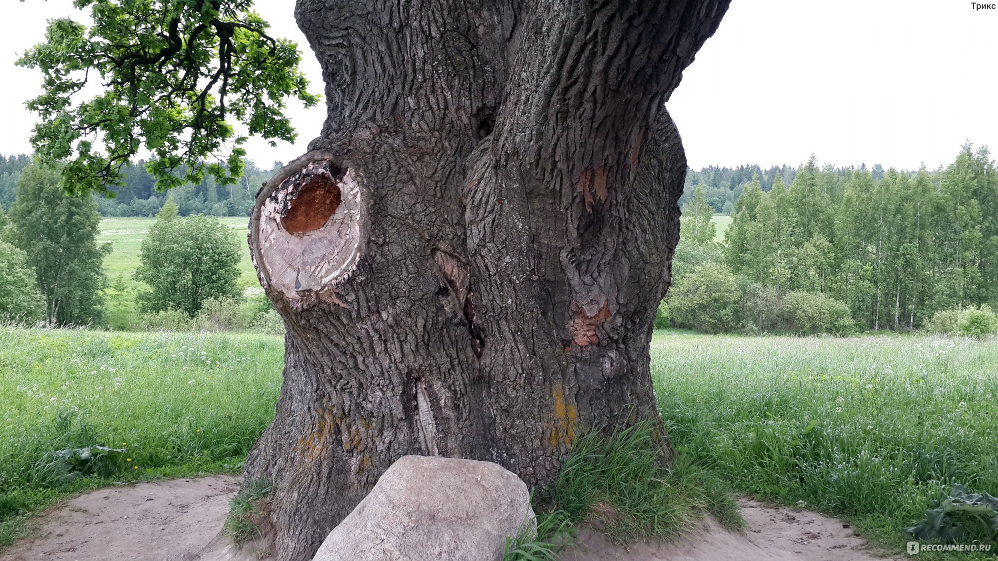 Черешчатый дуб в Ириновке
