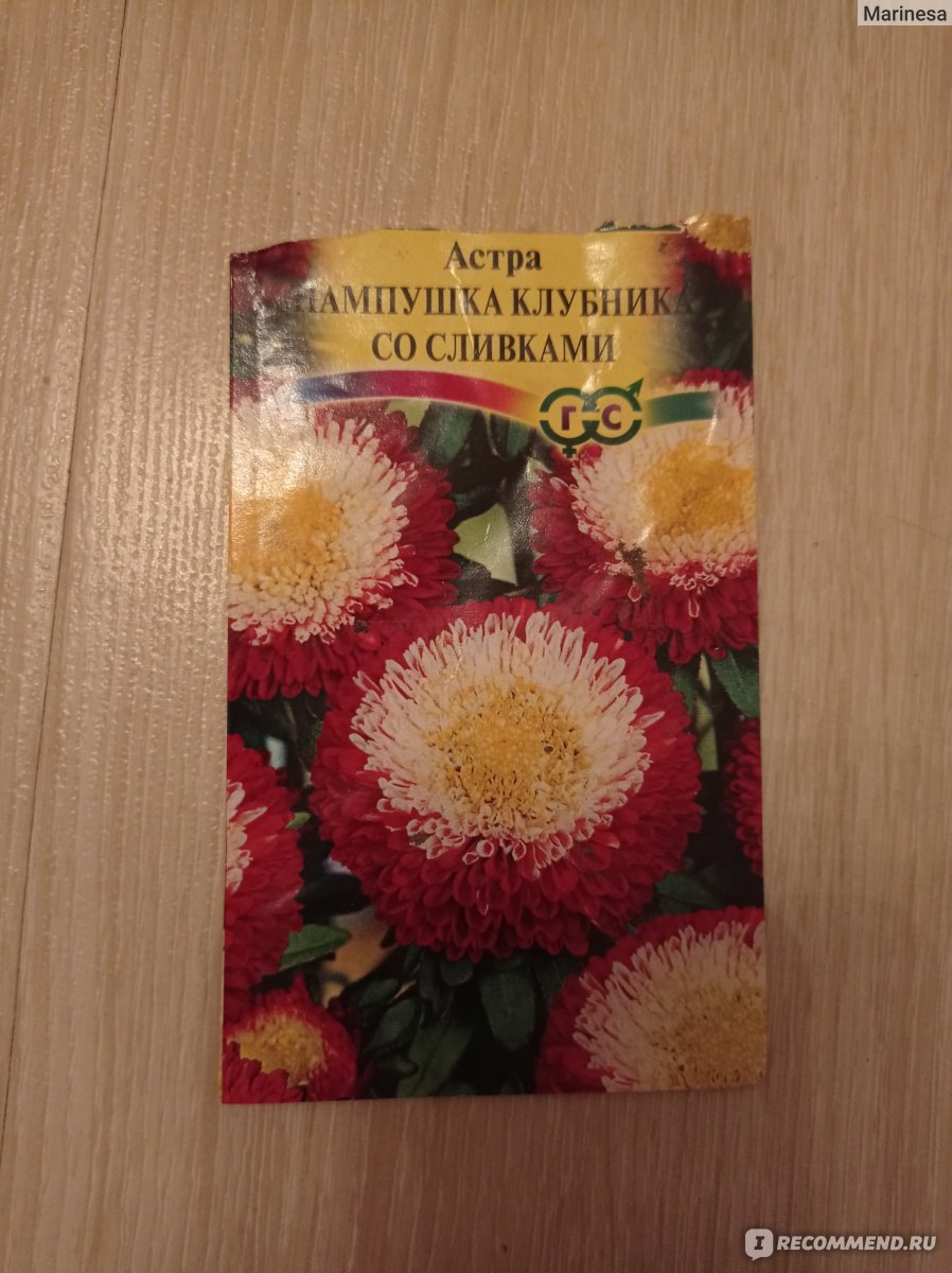 Астра Пампушка Клубника со сливками, фирма Гавриш - «Необыкновенно красивые  астры» | отзывы